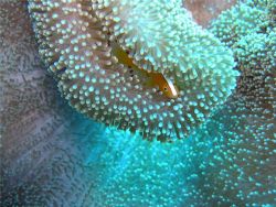 Orange Anemonefish Rowley Shoals Western Australia Olympu... by Shane Grundy 